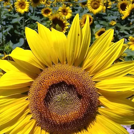 Le Due Civette 公寓 Pieve di Santa Luce