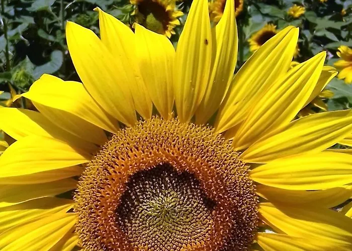 Le Due Civette 公寓 Pieve di Santa Luce